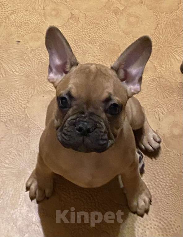 Собаки в Санкт-Петербурге: Шикарный мальчик французского бульдога  Мальчик, 45 000 руб. - фото 5