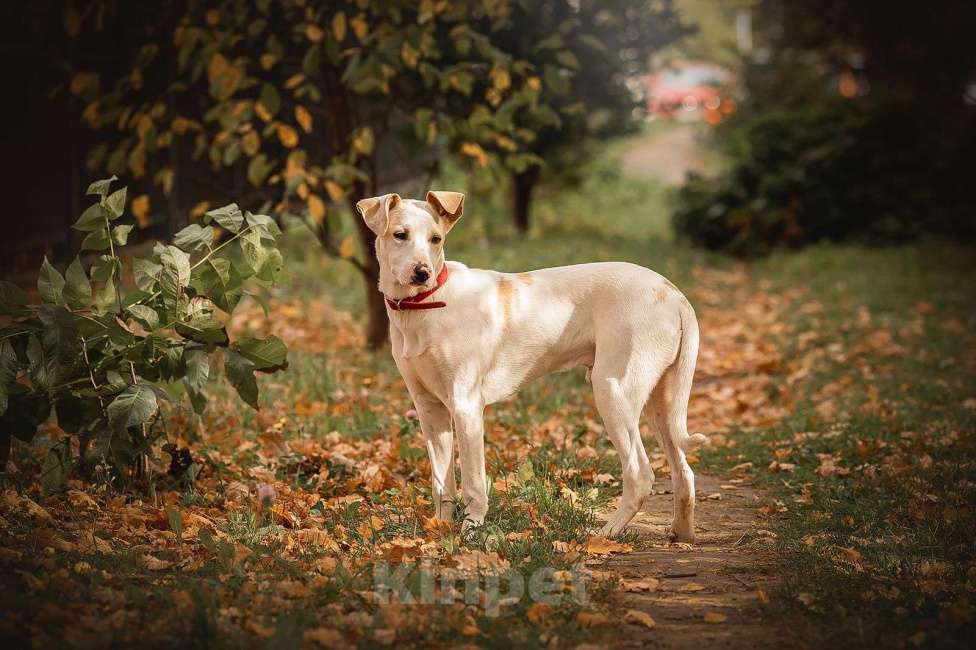 Собаки в Москве: Родился в военной части. Остался один. Мальчик, Бесплатно - фото 4