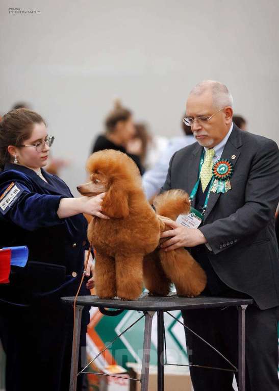 Собаки в Москве: Миниатюрный пудель, вязка  Мальчик, Бесплатно - фото 3