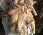 Кошки в Уфе: 3 котенка Мальчик, Бесплатно - фото 1