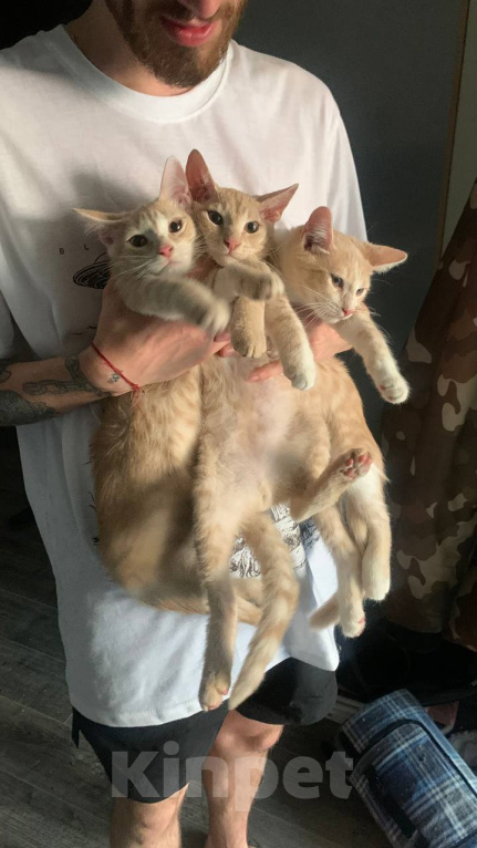 Кошки в Уфе: 3 котенка Мальчик, Бесплатно - фото 1