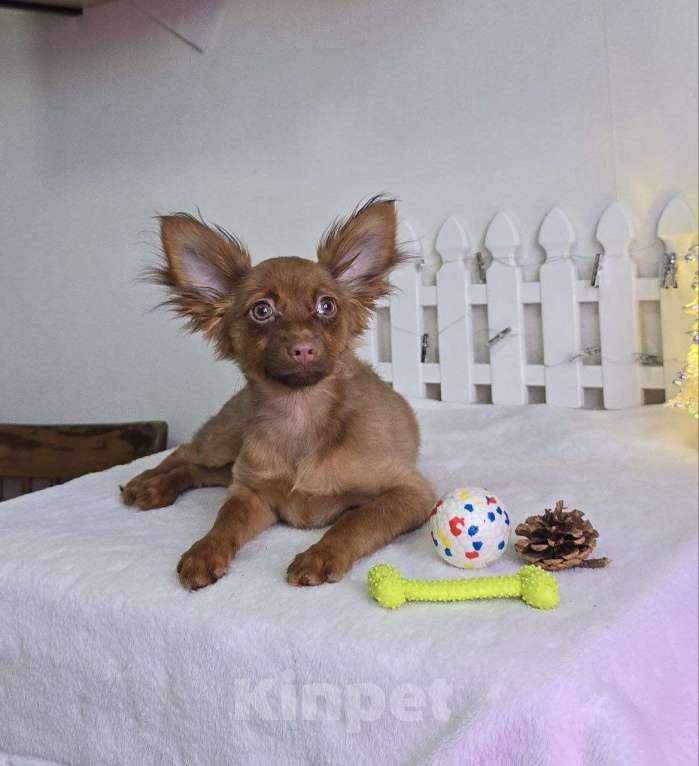 Собаки в Красноярске: Русский той-терьер щенок Девочка, Бесплатно - фото 3