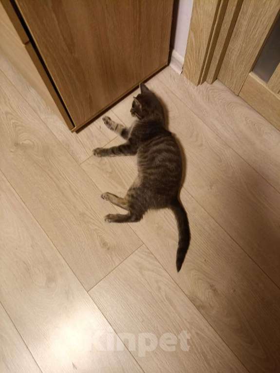 Кошки в других городах Московской области: В добрые руки — маленький котёнок ищет дом! (Очень ласковый) Мальчик, Бесплатно - фото 3