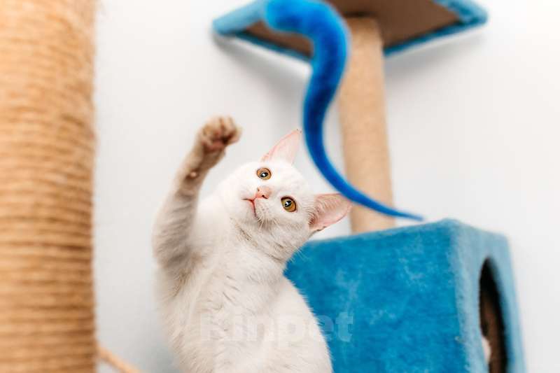 Кошки в Москве: Белый котенок Луна в добрые руки Девочка, 1 руб. - фото 6