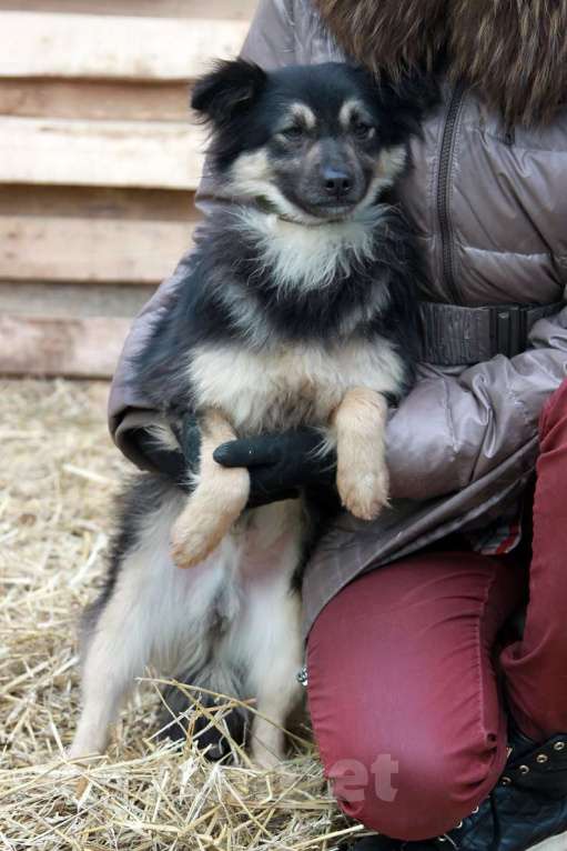 Собаки в Москве: Метис шпица пушистый пёсик Даниэль в дар Мальчик, 1 руб. - фото 2