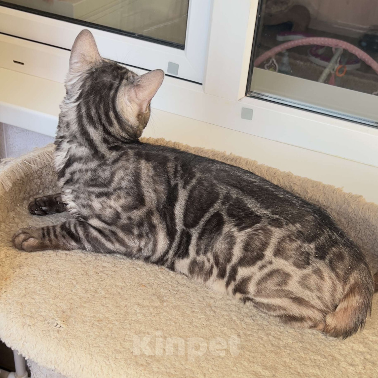 Кошки в Москве: Молодой бенгальский кот Мальчик, 5 000 руб. - фото 5