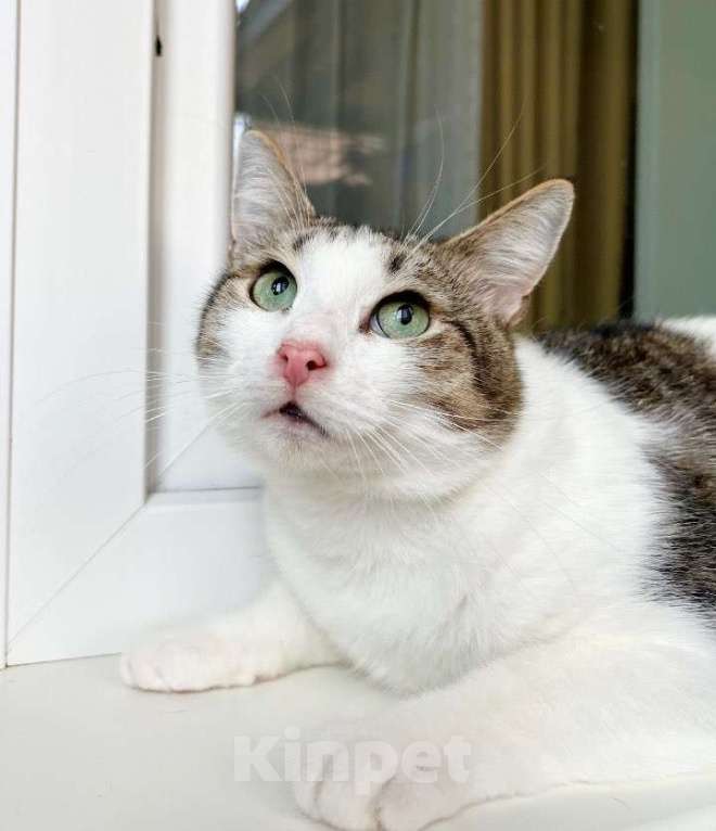 Кошки в Москве: Любопытный котик Зефир в добрые руки Мальчик, Бесплатно - фото 2