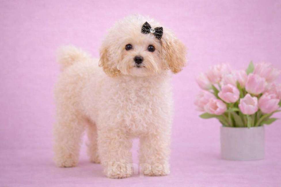 Собаки в Москве: мальтипу мини Девочка, 60 000 руб. - фото 2