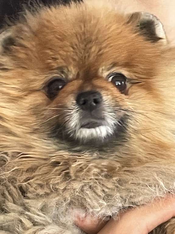 Собаки в Улане-Удэ: Пропала собака Мальчик, 1 000 руб. - фото 1