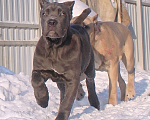 Собаки в других городах Ярославской области: Кане корсо. Мощная девочка. Девочка, 80 000 руб. - фото 2