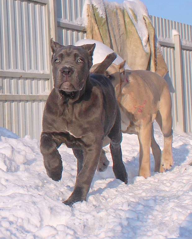Собаки в других городах Ярославской области: Кане корсо. Мощная девочка. Девочка, 80 000 руб. - фото 2