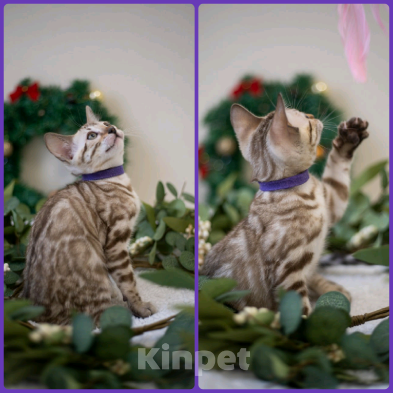 Кошки в Нижнекамске: Ария Девочка, Бесплатно - фото 8