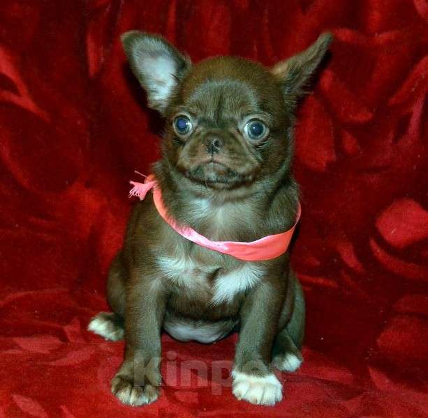 Собаки в Санкт-Петербурге: Шоколадная эксклюзивная девочка. Девочка, 60 000 руб. - фото 5