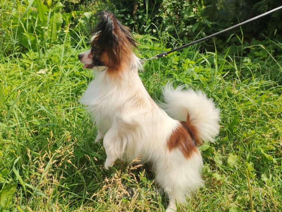 Собаки в Пушкино: Два компактных мальчика папийона на вязку Мальчик, 7 000 руб. - фото 3