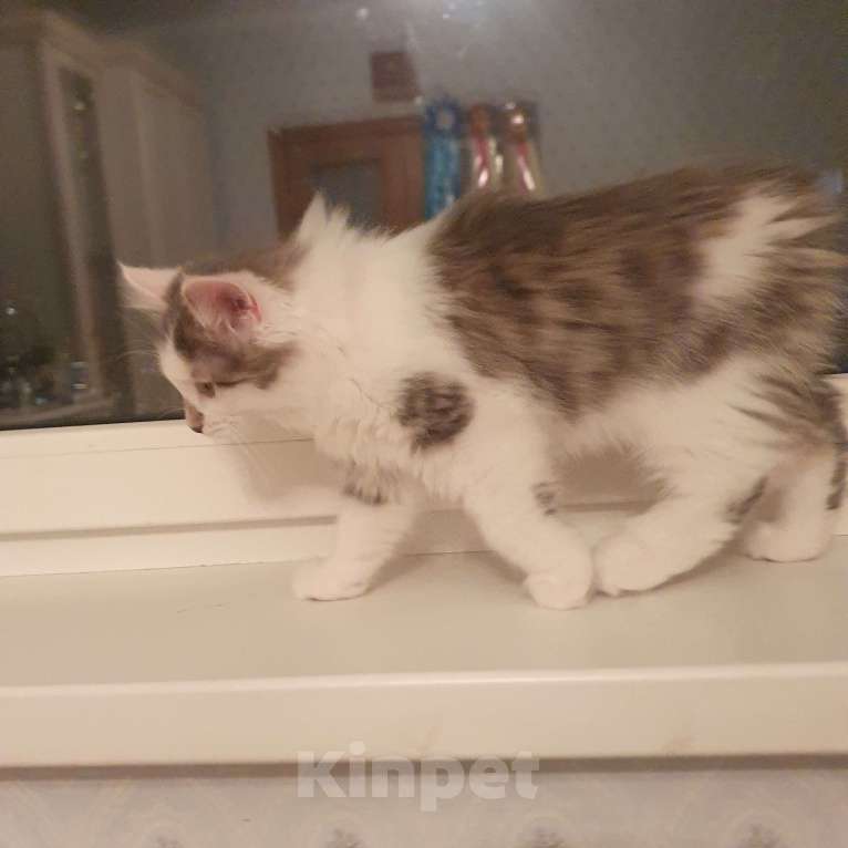 Кошки в Москве: Голубой биколор Мальчик, 18 000 руб. - фото 2