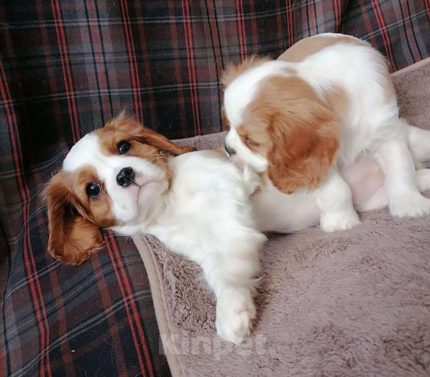 Собаки в Москве: Кавалер Кинг Чарльз спаниель  щенки. Девочка, 85 000 руб. - фото 5