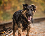 Собаки в Москве: Балу собака из приюта ищет дом Мальчик, Бесплатно - фото 7