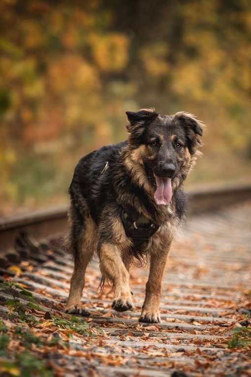 Собаки в Москве: Балу собака из приюта ищет дом Мальчик, Бесплатно - фото 7
