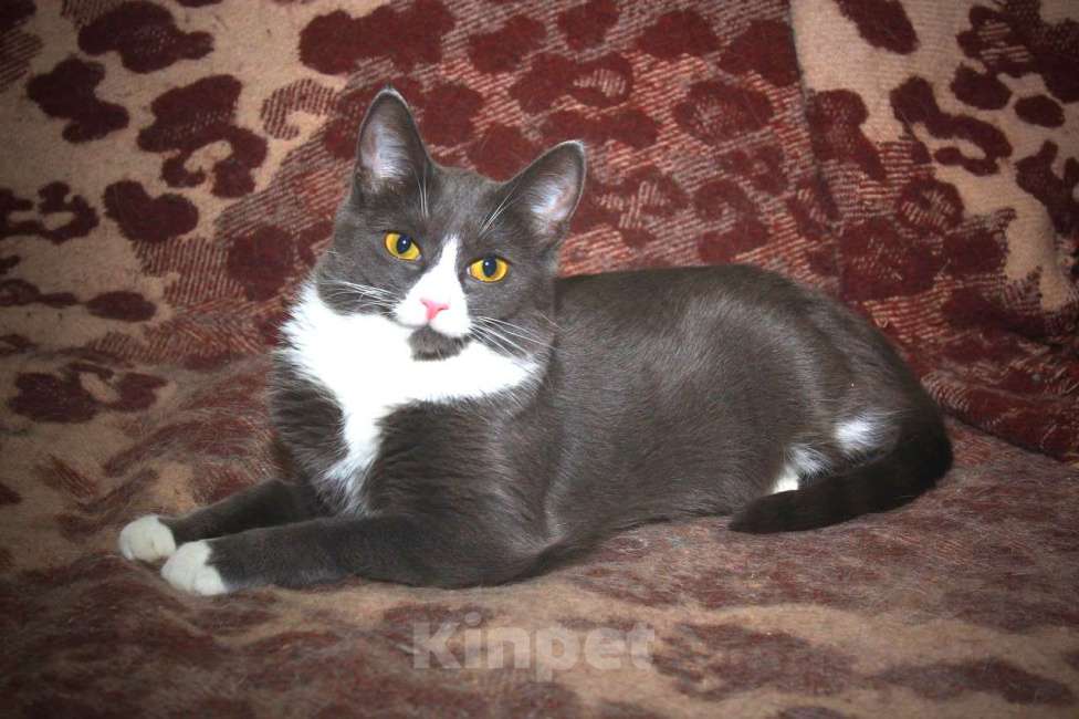 Кошки в Калуге: Тильда, кошка оптимистка в добрые руки. Девочка, Бесплатно - фото 4