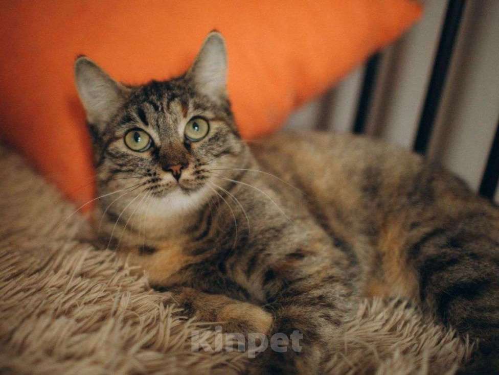 Кошки в Москве: Самая чудесная полосатенькая кошечка ищет дом Девочка, Бесплатно - фото 3