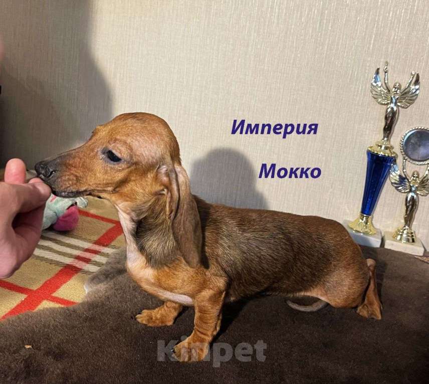 Собаки в Москве: Эксклюзивная Нежная Девочка Кроличьей Таксы Девочка, 70 000 руб. - фото 2