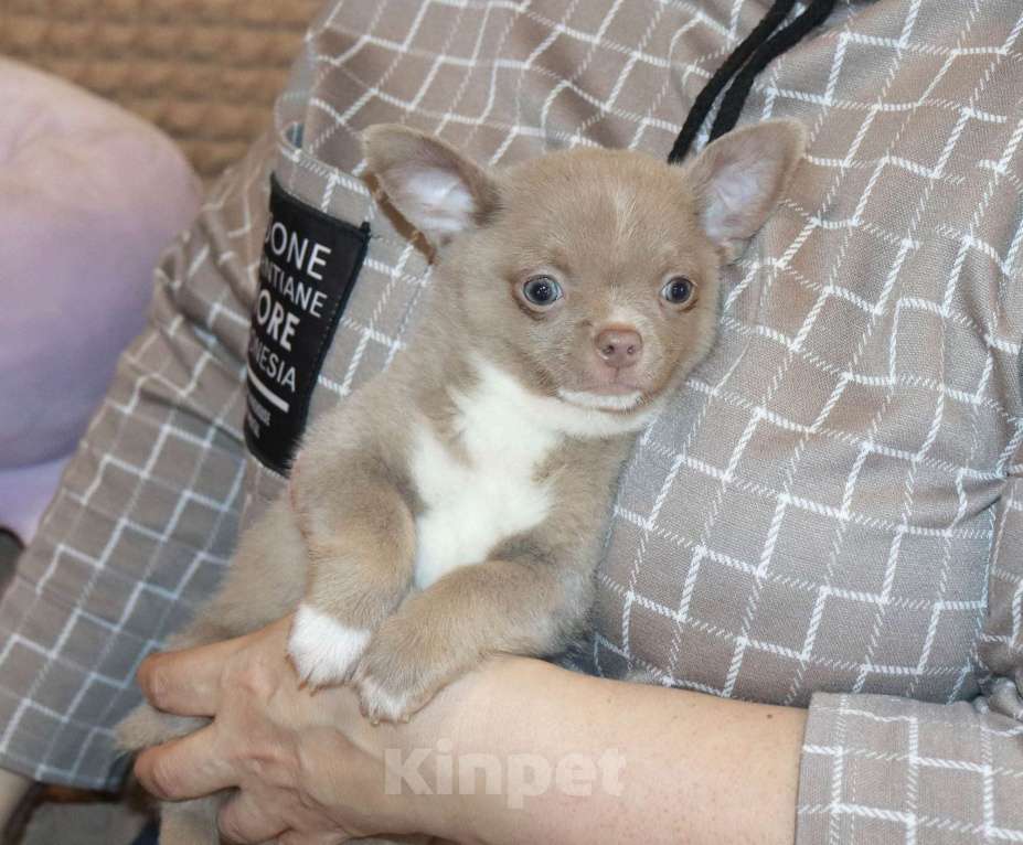 Собаки в Москве: Лиловый пухлик чихуа Мальчик, 29 000 руб. - фото 3