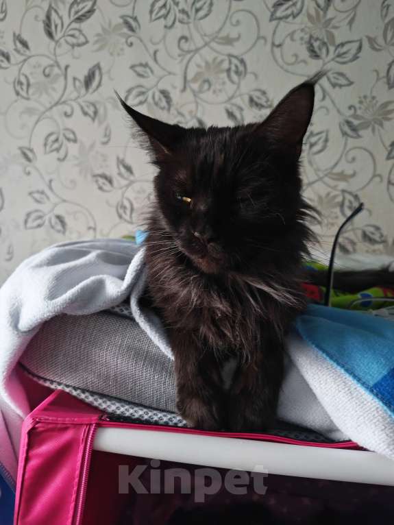 Кошки в Перми: Кошка мейн-кун в добрые руки Девочка, Бесплатно - фото 2