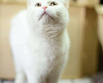 Кошки в Усинске: Кошка белая, Бесплатно - фото 6