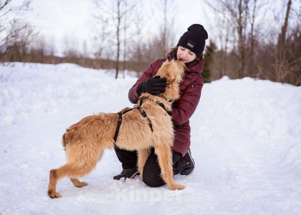 Собаки в Москве: Собака-компаньон Девочка, Бесплатно - фото 5