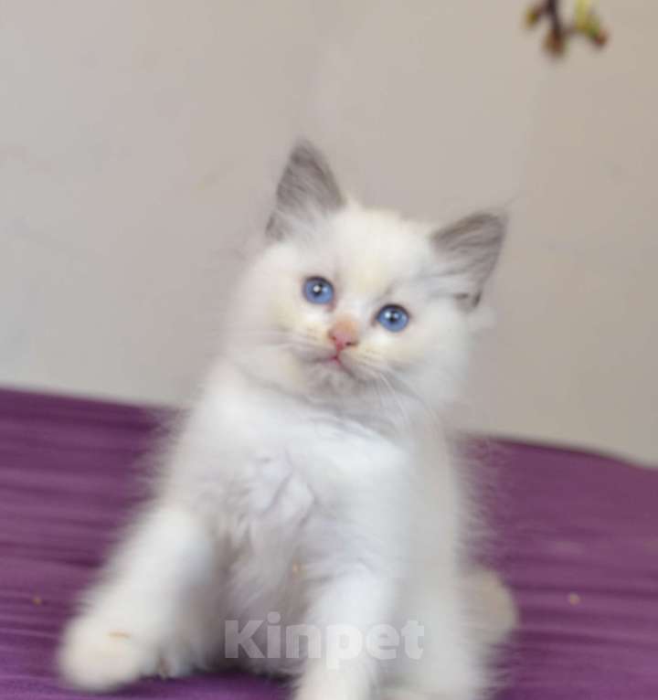 Кошки в Москве: Котята Рэгдолл Девочка, 65 000 руб. - фото 1