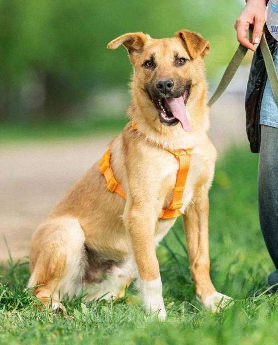 Собаки в Кубинке: Выбери меня! Мальчик, Бесплатно - фото 3