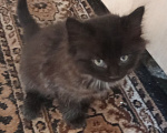 Кошки в Воронеже: Отдам в добрые руки сибирский котёнок чёрный окрас Мальчик, Бесплатно - фото 2