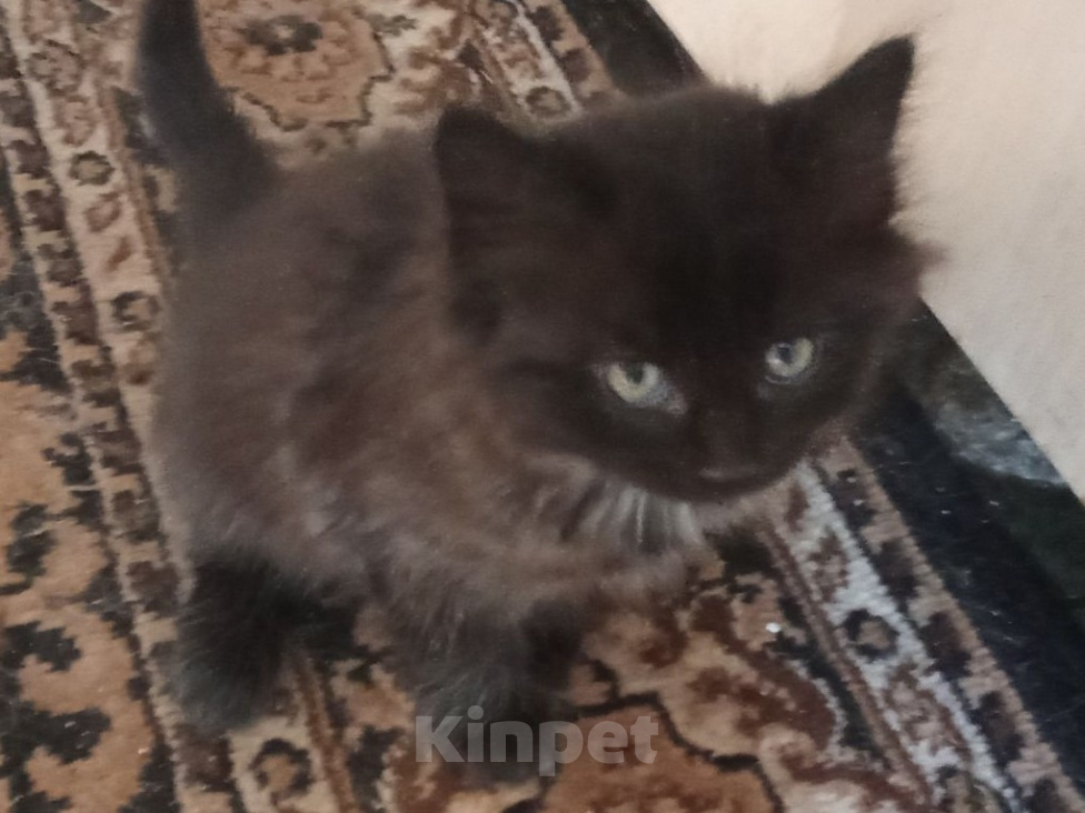 Кошки в Воронеже: Отдам в добрые руки сибирский котёнок чёрный окрас Мальчик, Бесплатно - фото 2