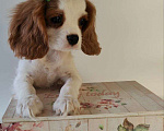 Собаки в других городах Московской области: Кавалер Кинг Чарльз спаниель, мальчик Мальчик, 60 000 руб. - фото 3