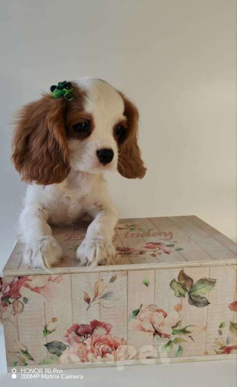 Собаки в других городах Московской области: Кавалер Кинг Чарльз спаниель, мальчик Мальчик, 60 000 руб. - фото 3