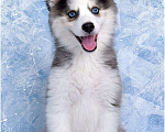 Собаки в Краснодаре: Щенки Помски ( мини-хаски) Мальчик, 120 000 руб. - фото 1