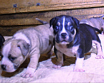 Собаки в Москве: Мальчики и девочки американский булли. Разнополые, 70 000 руб. - фото 5