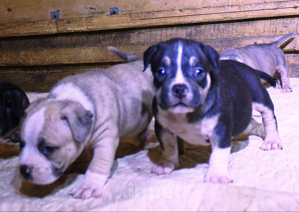 Собаки в Москве: Мальчики и девочки американский булли. Разнополые, 70 000 руб. - фото 5