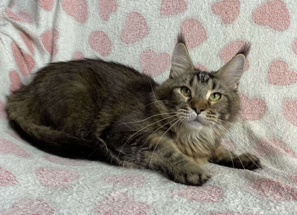 Кошки в Дмитрове: Черная тикированная девочка мейн кун Pandora Девочка, Бесплатно - фото 2