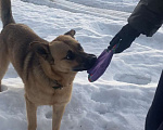 Собаки в Солнечногорске: Отдам собаку в добрые руки Мальчик, Бесплатно - фото 2