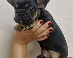 Собаки в Белореченске: Французский бульдог  Мальчик, 35 000 руб. - фото 1