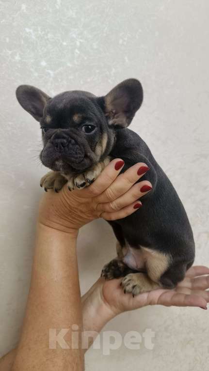Собаки в Белореченске: Французский бульдог  Мальчик, 35 000 руб. - фото 1