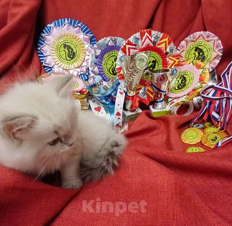 Кошки в Москве: Котенок от чемпионов породы Мальчик, 55 000 руб. - фото 1