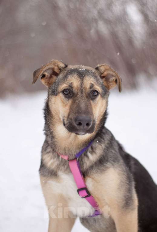 Собаки в Москве: Маленькая Теона с большим сердцем в поисках семьи Девочка, Бесплатно - фото 3