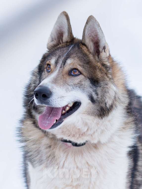 Собаки в Химках: Фенотип лайки в приюте, в добрые руки Мальчик, Бесплатно - фото 9