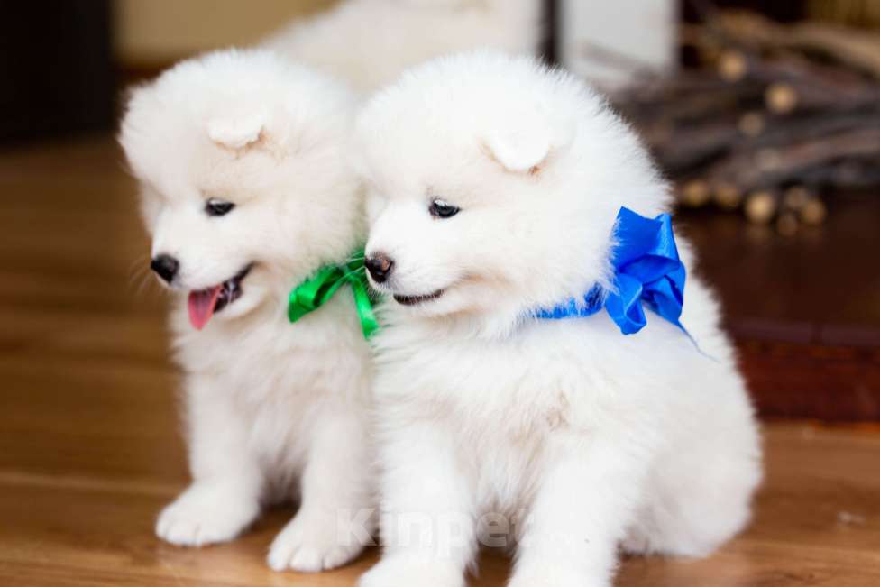 Собаки в Ижевске: Щенки самоеда Мальчик, 50 000 руб. - фото 5