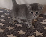Кошки в Уфе: Котята девочки в добрые руки  Девочка, Бесплатно - фото 3