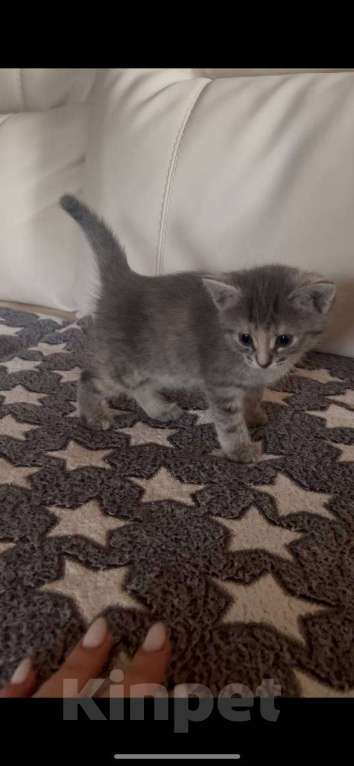 Кошки в Уфе: Котята девочки в добрые руки  Девочка, Бесплатно - фото 3