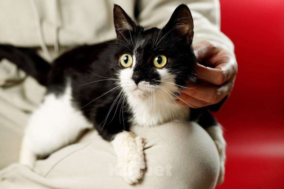 Кошки в Москве: Бетти, кошачий супергерой Девочка, Бесплатно - фото 2