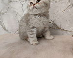 Кошки в Уфе: Шотландский котик Мальчик, 8 000 руб. - фото 1